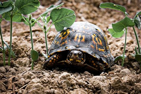 養陸龜禁忌|養龜禁忌，應該注意的6件事 Turtle Care : Avoid ...